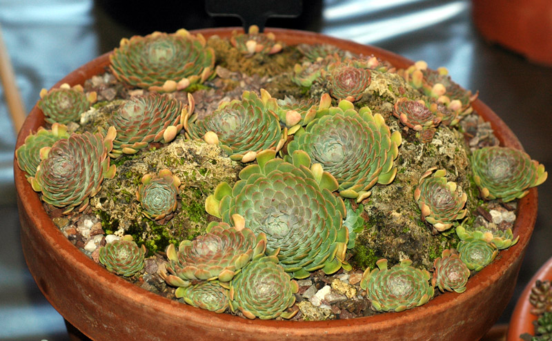 ناز طوقه ای